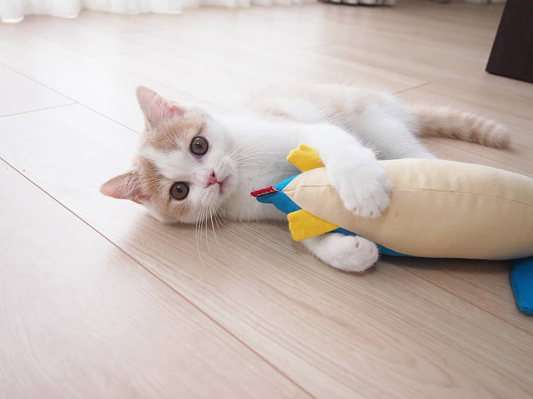 Why do Cats Bunny Kick?