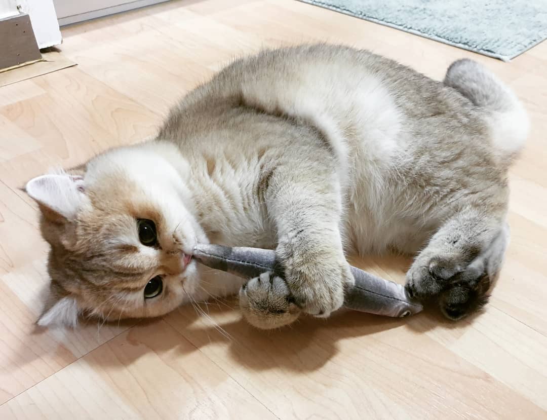 Why Do Cats love kicker toys?