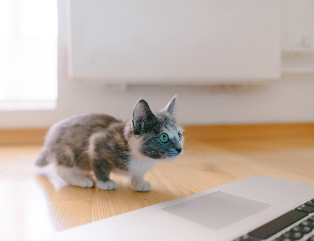 Should I FaceTime My Pet?