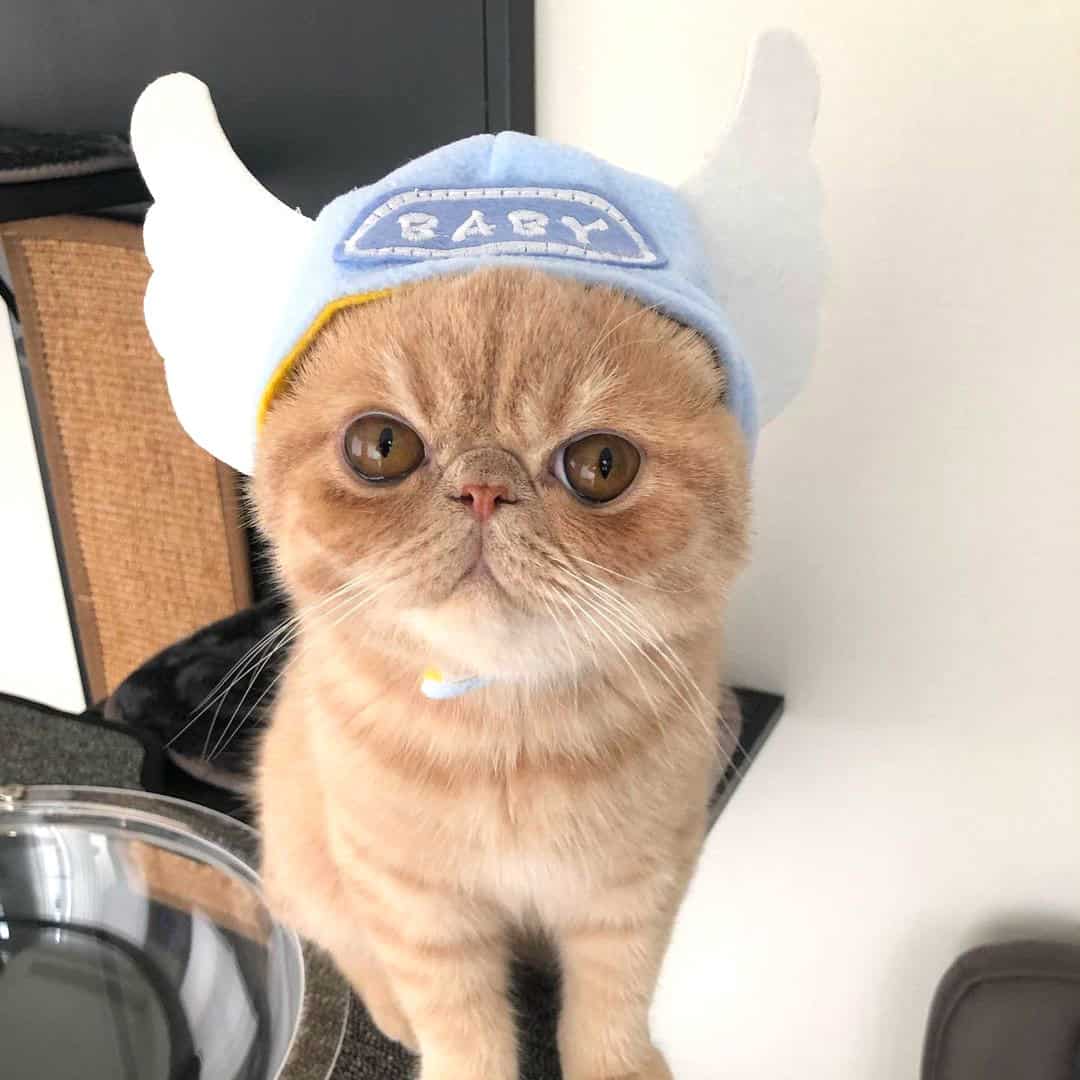 Angel Cat Costume