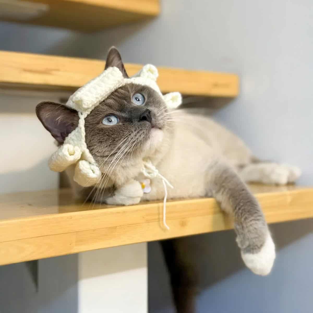 Cat Judge Wig - Easy Crochet Pattern PDF