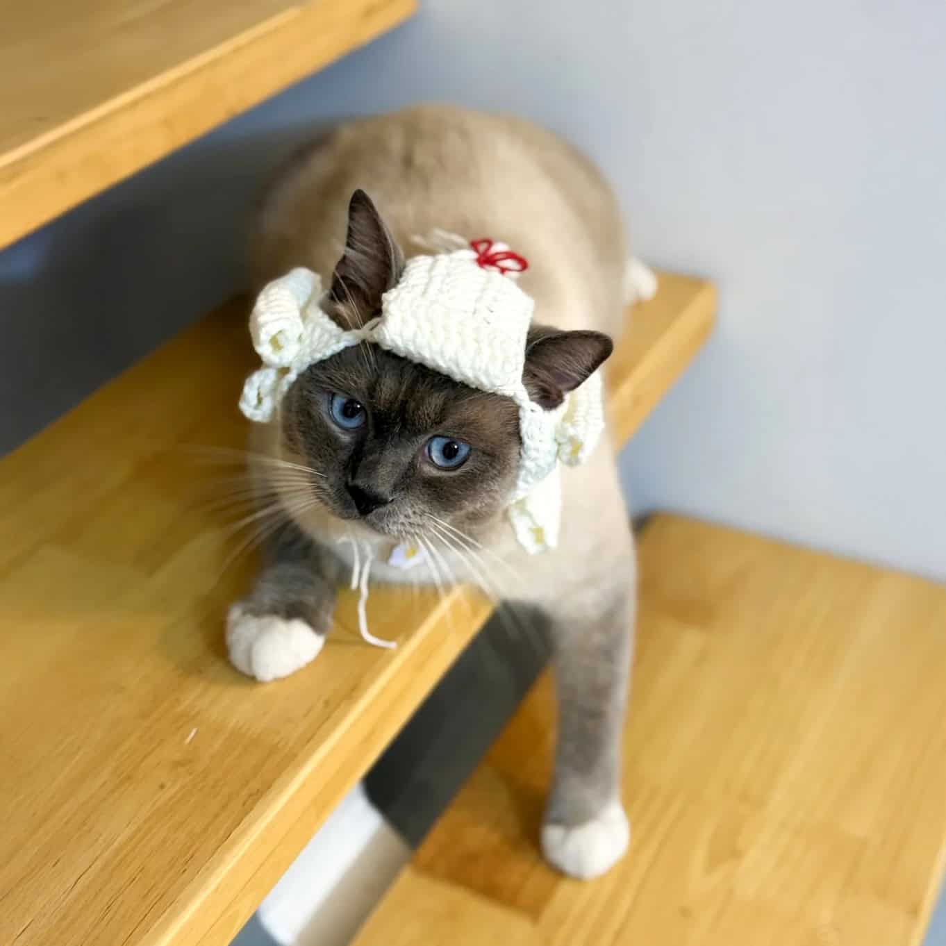 Cat Judge Wig - Easy Crochet Pattern PDF