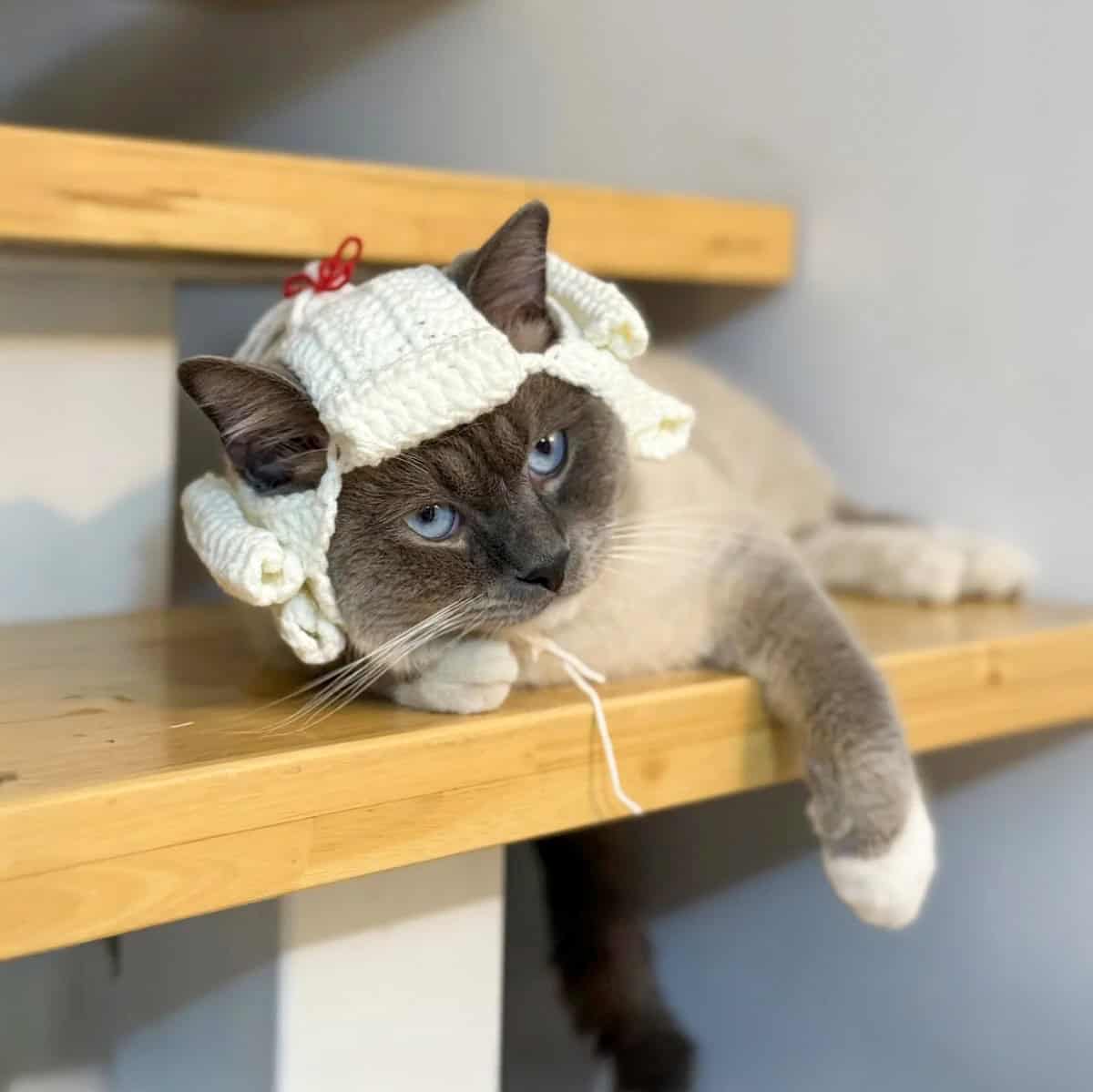 Cat Judge Wig - Easy Crochet Pattern PDF