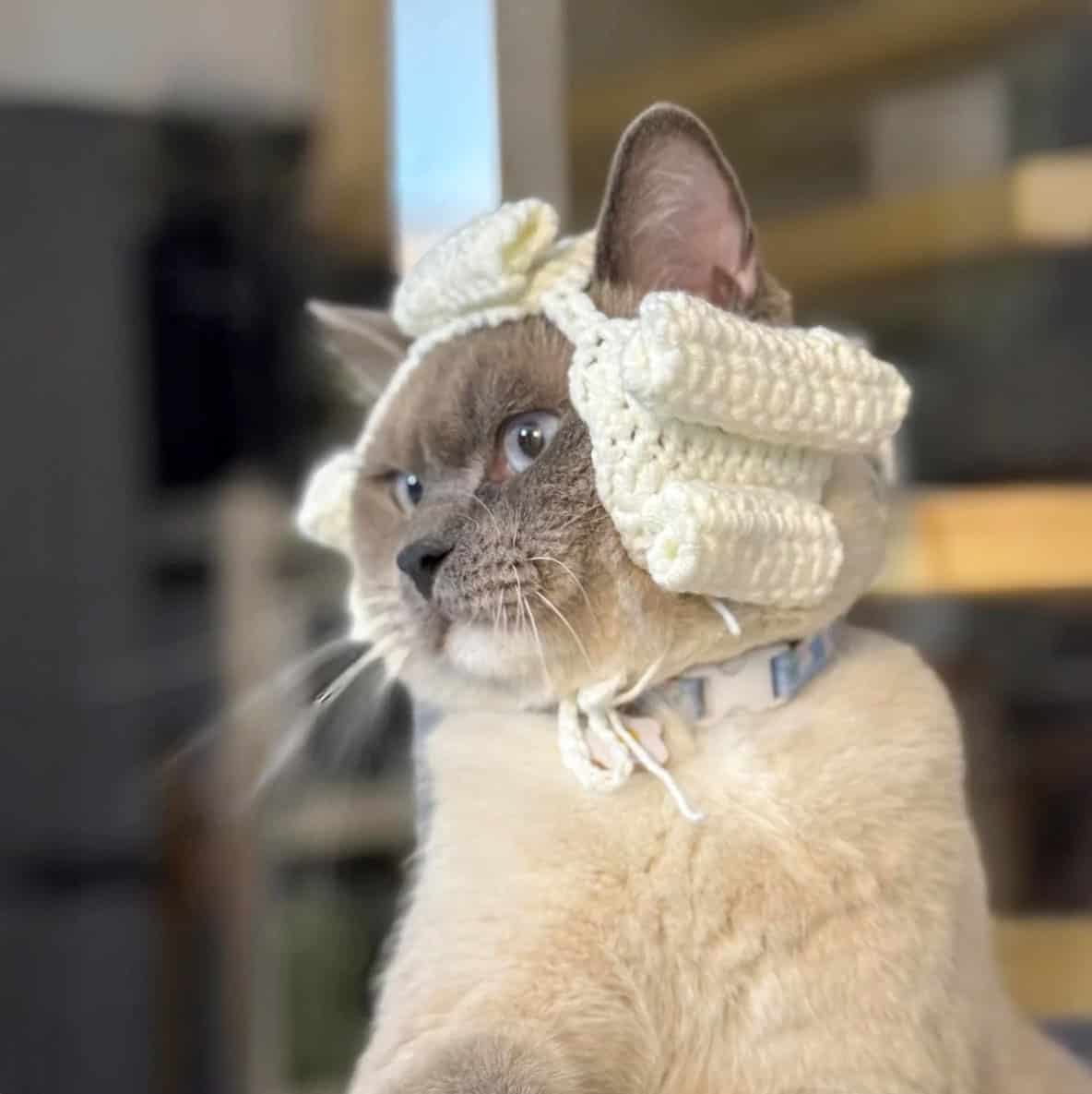 Cat Judge Wig - Easy Crochet Pattern PDF