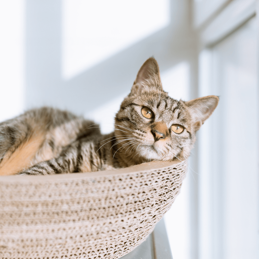 Cozy Cat Scratcher Bowl Petites Paws