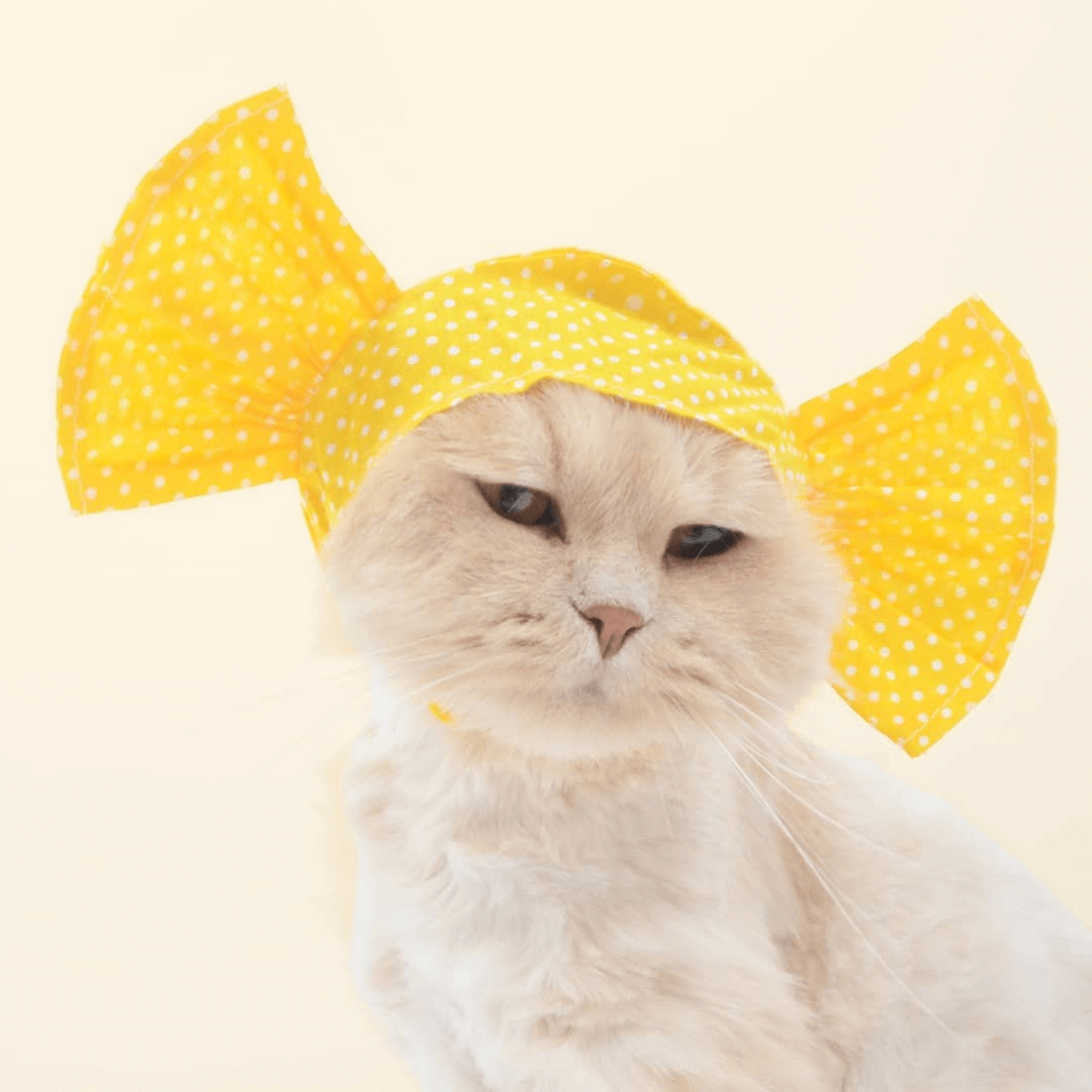 Sweet Candy Cat Costume Petites Paws Sweet Candy Cat Costume Petites Paws