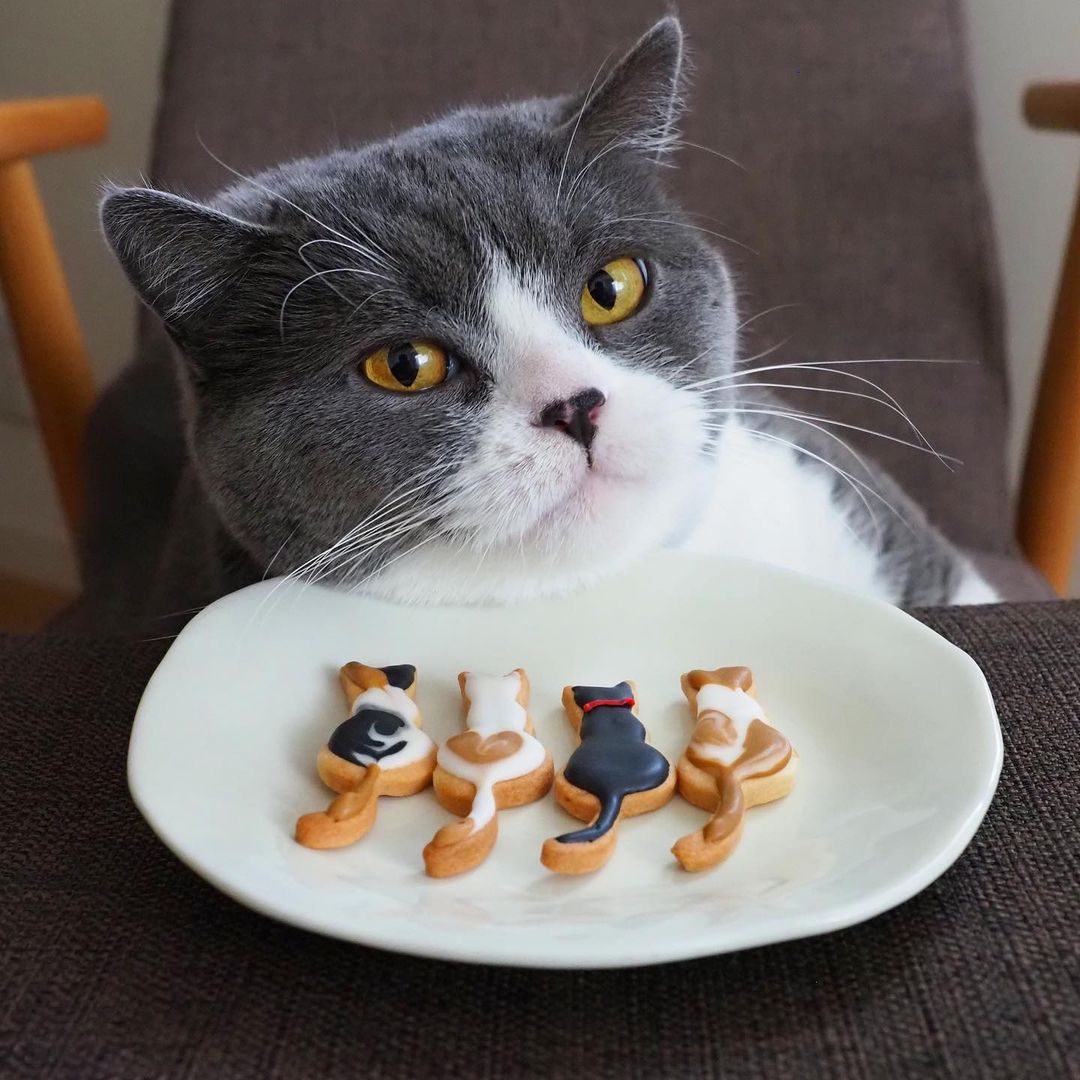 Cat Shaped Cookie Cutter - Petites Paws