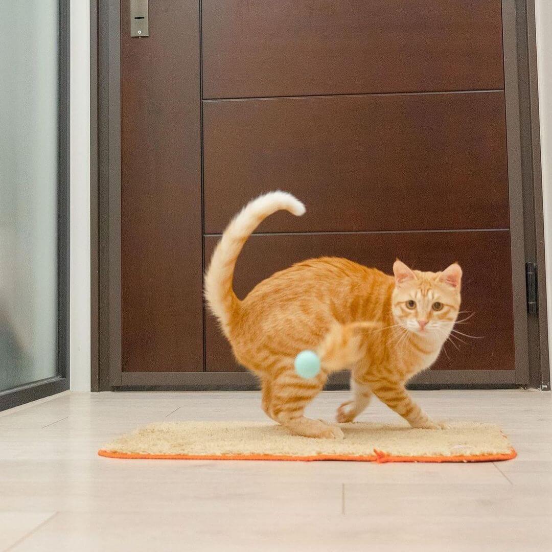Cat playing bouncy Ball Cat Toy
