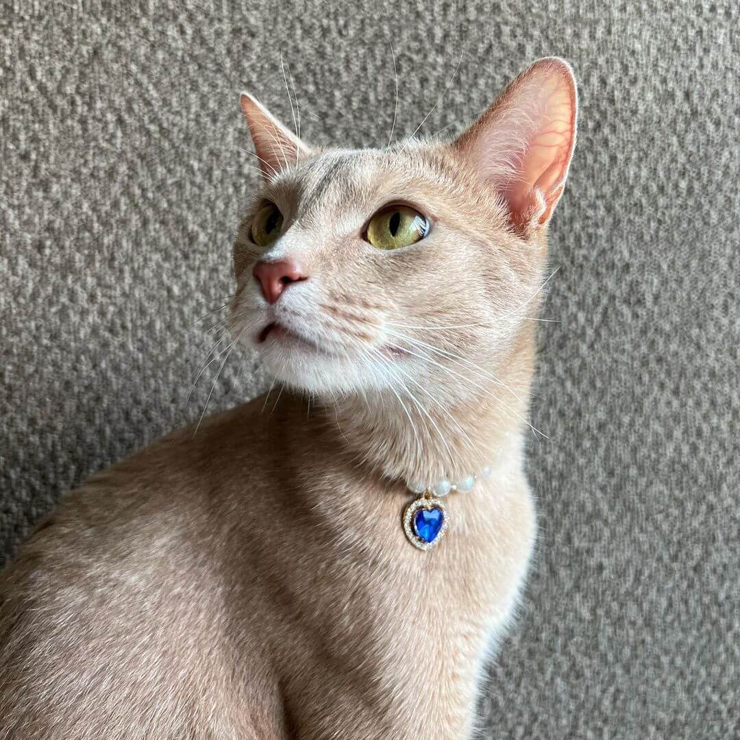 Sparkling Gemstone Pearl Cat Collar