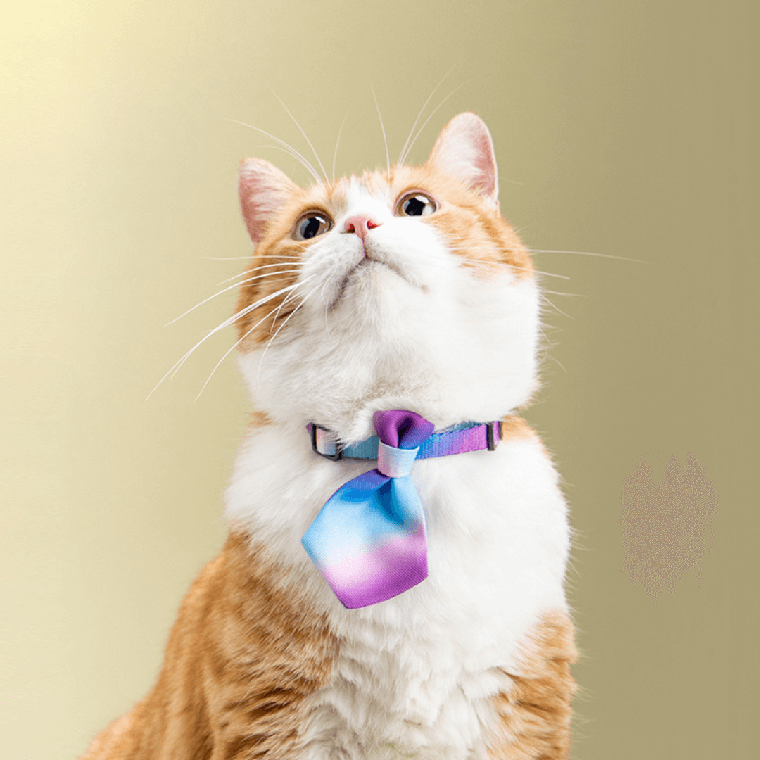 Gradient Fancy Cat Necktie Purple Blue Petites Paws