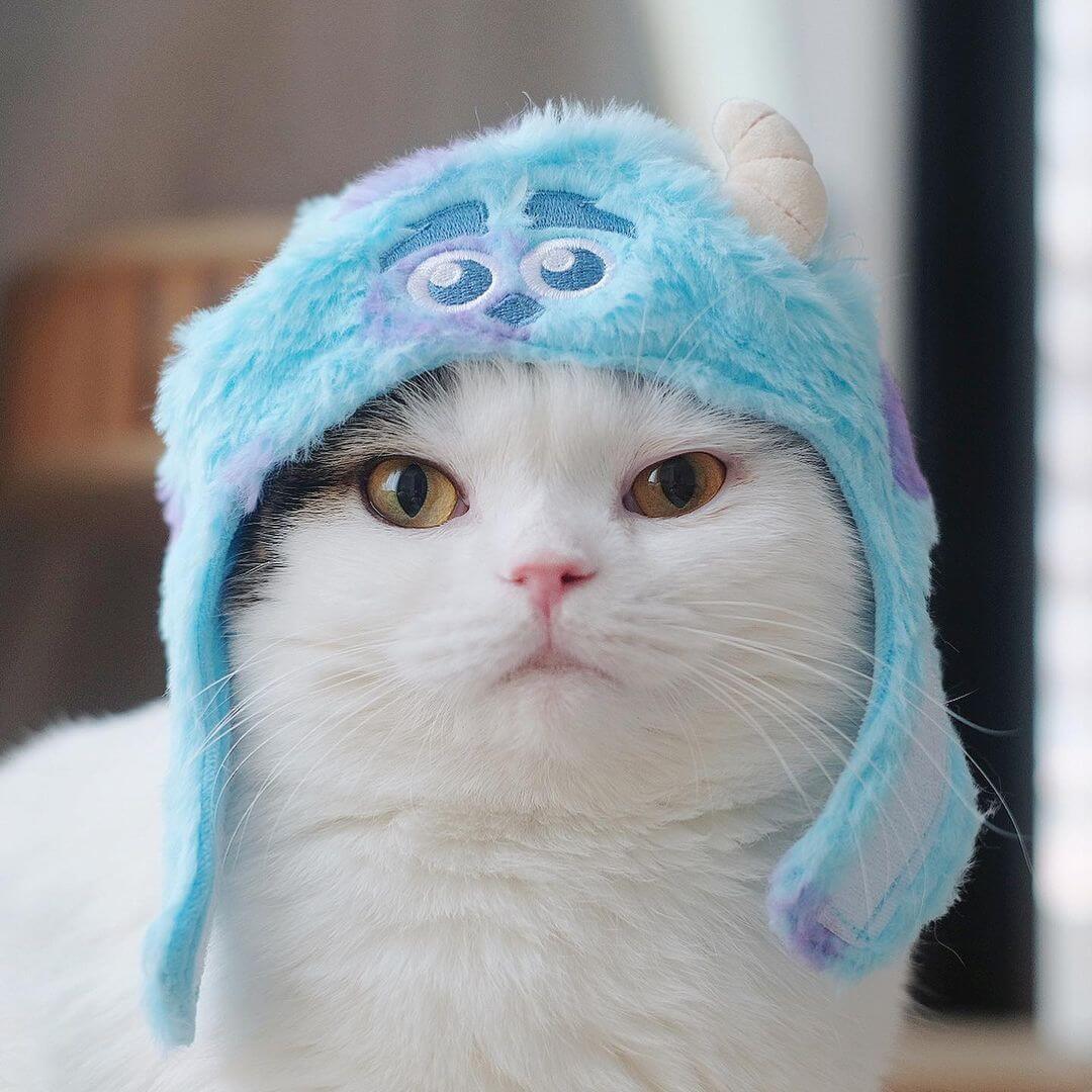 monsters ink costume Sulley Monsters Inc Cat Costume – Petites Paws