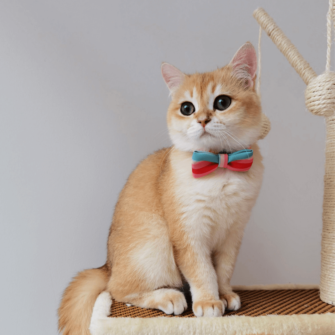 Pastel hot sale cat collar