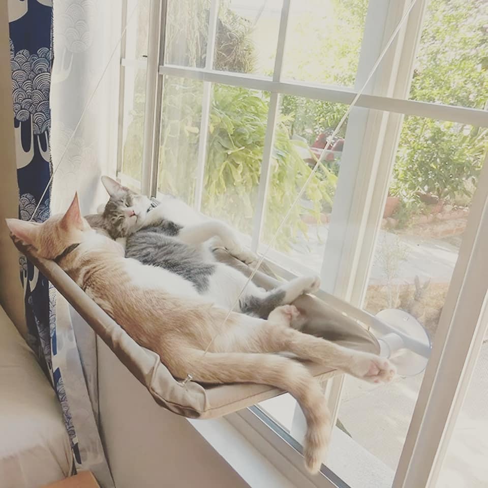 Window-Mounted Cat Hammock - Petites Paws