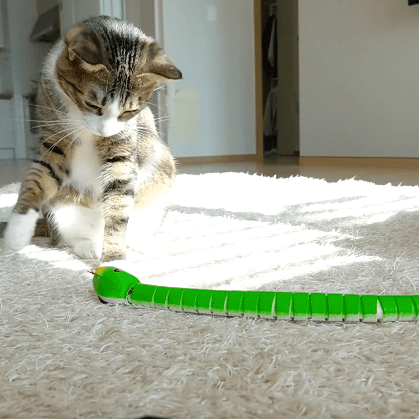 Cats playing with a Lifelike remote control Moving Snake Cat Toy