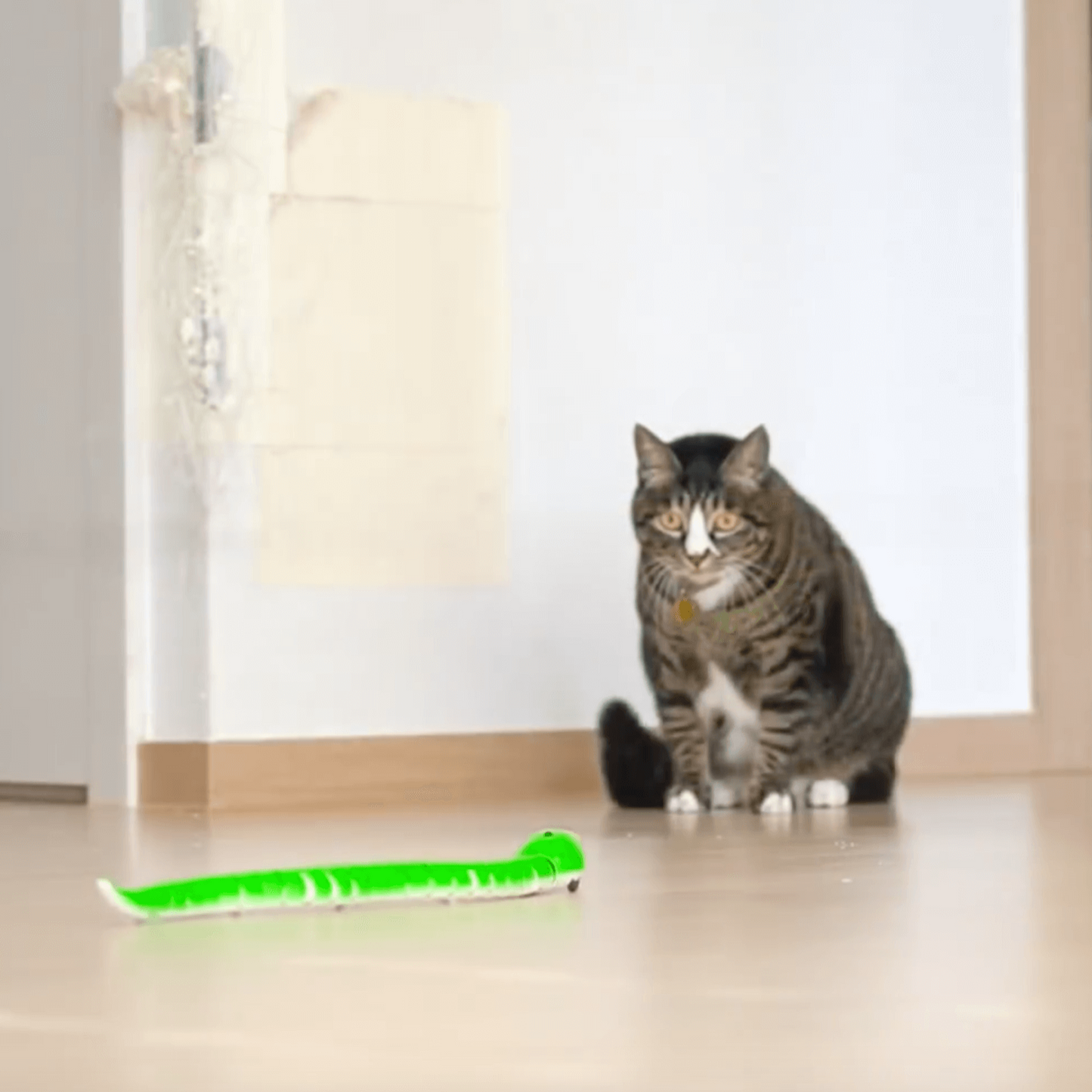Cats playing with a Lifelike remote control Moving Snake Cat Toy