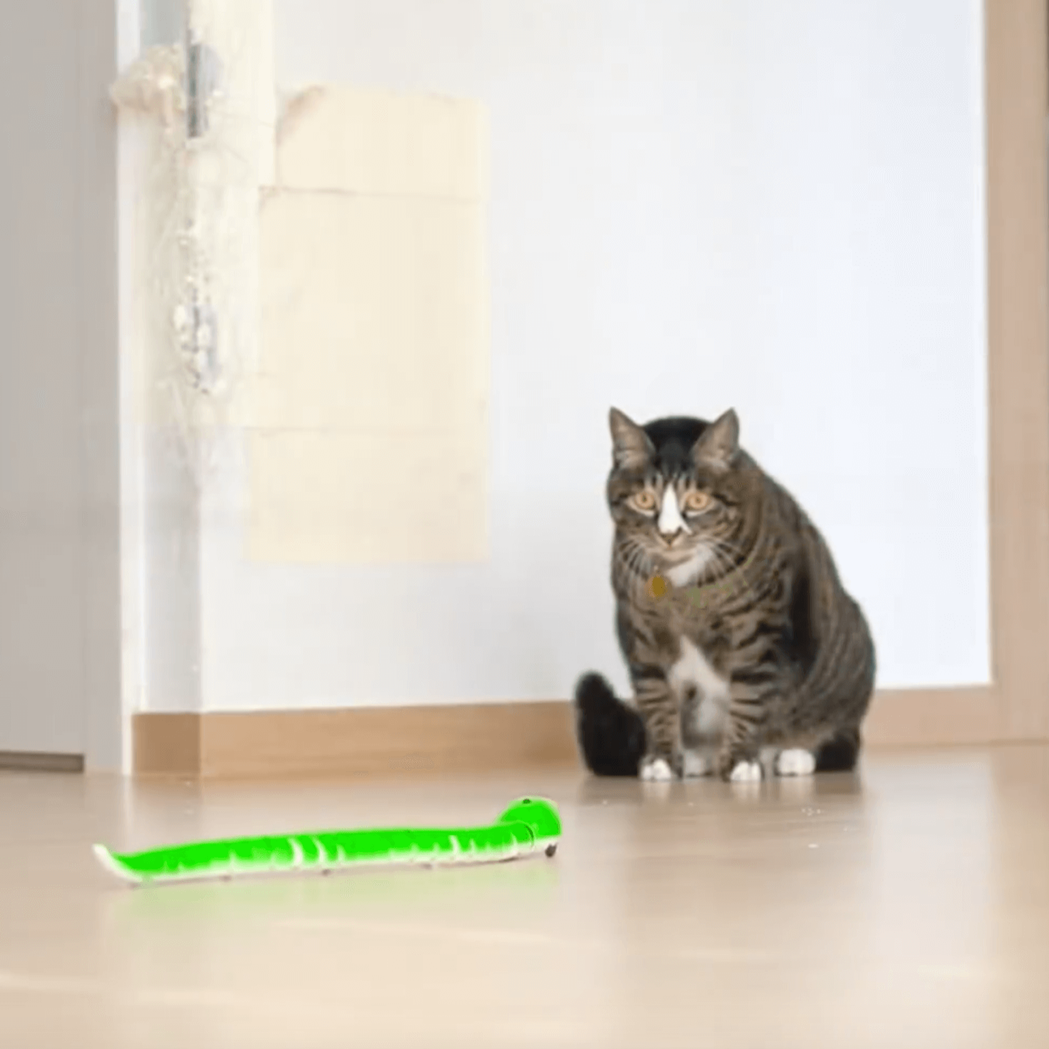 Cats playing with a Lifelike remote control Moving Snake Cat Toy