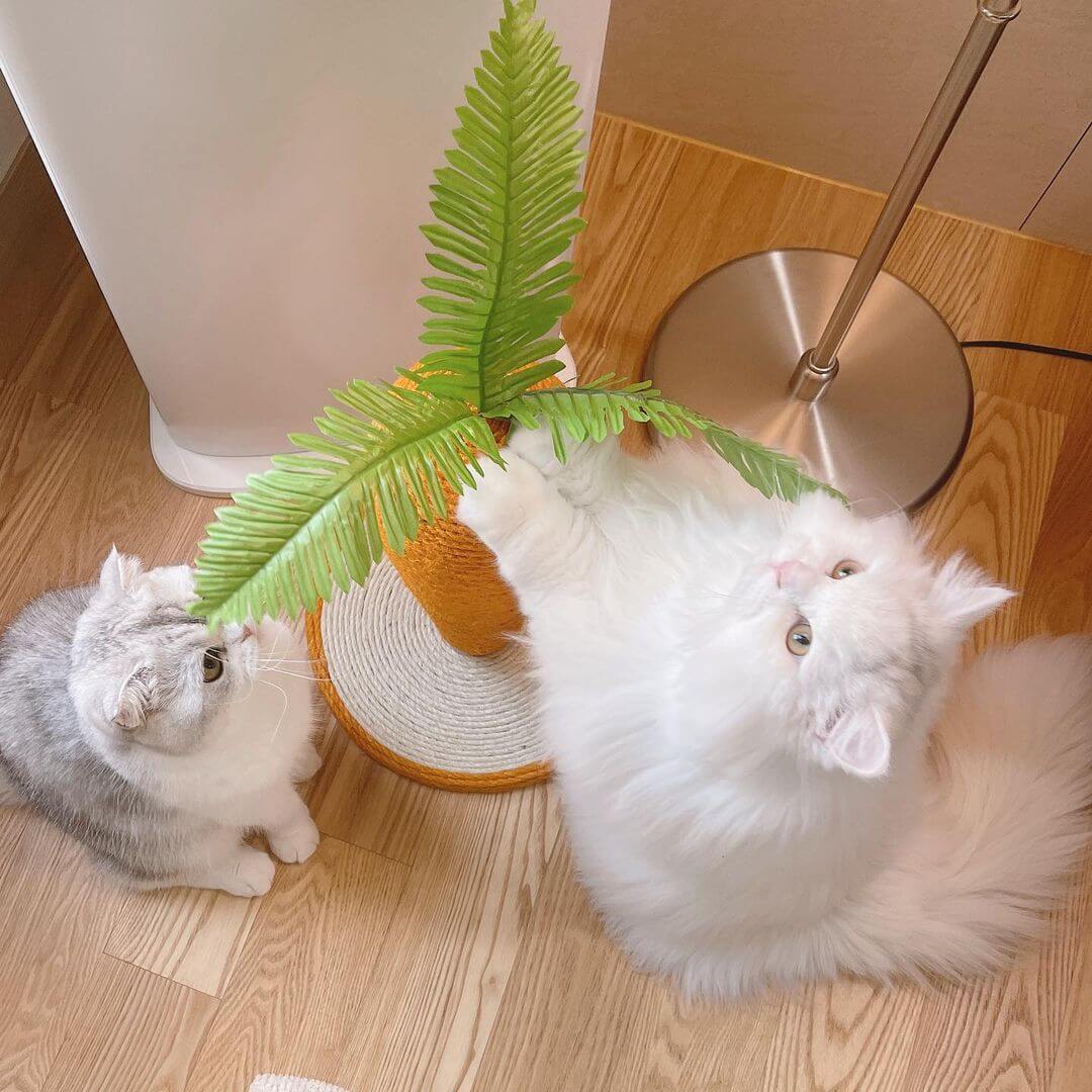 Clawsome Carrot Cat Scratching Post