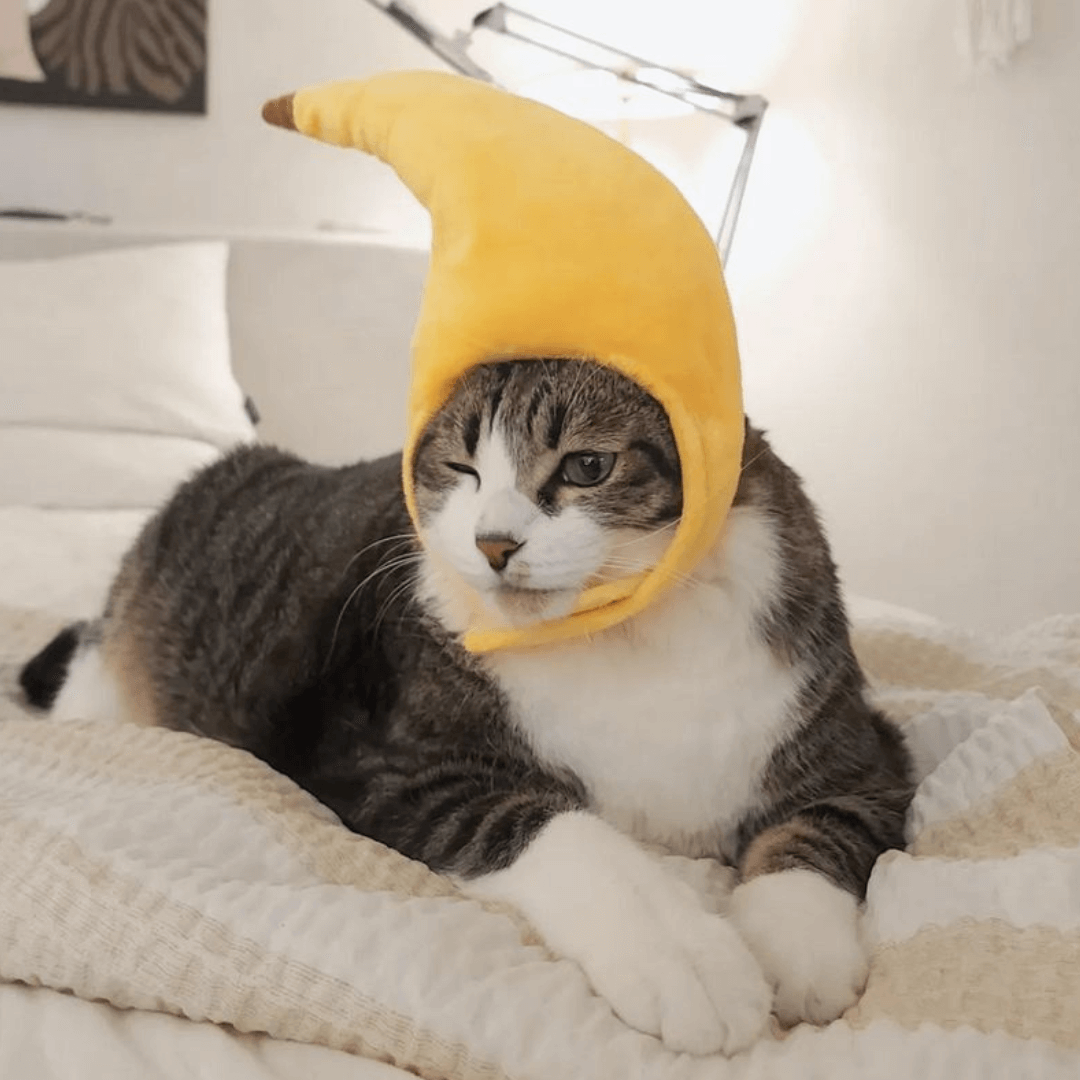 Pineapple sales cat costume