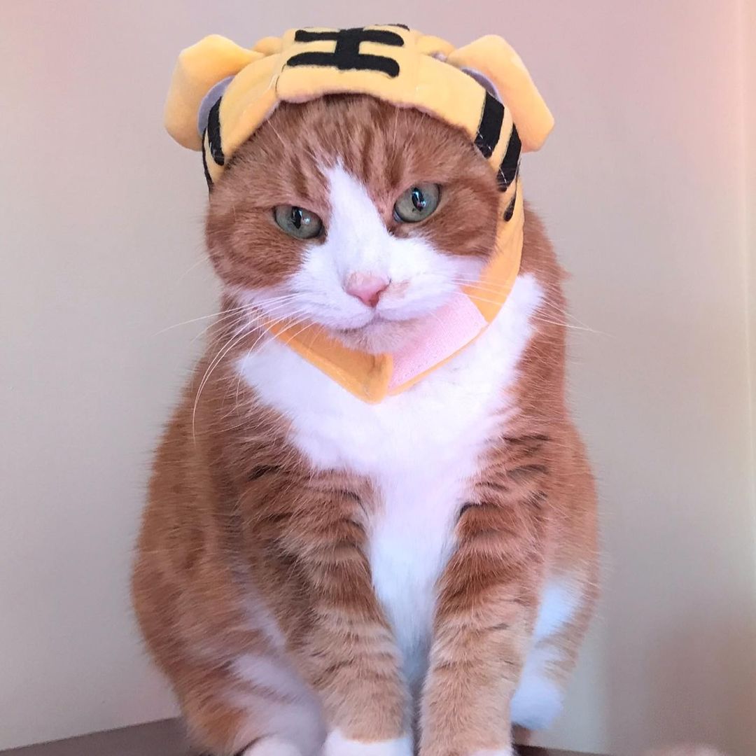 Tiger Cat Costume