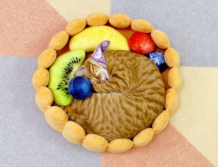 Why do cats curl up in a ball