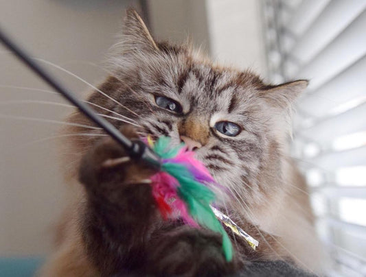 Why do Cats Love Feathers?