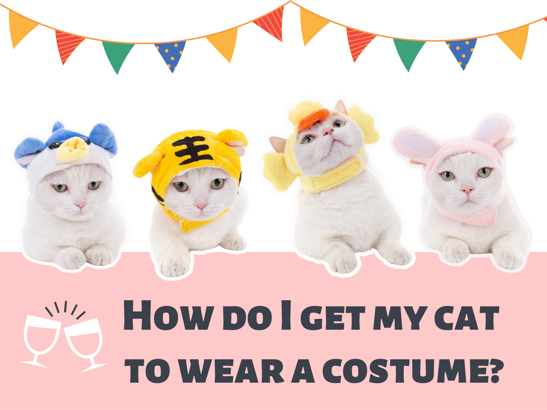 How do I get my cat to wear a costume?