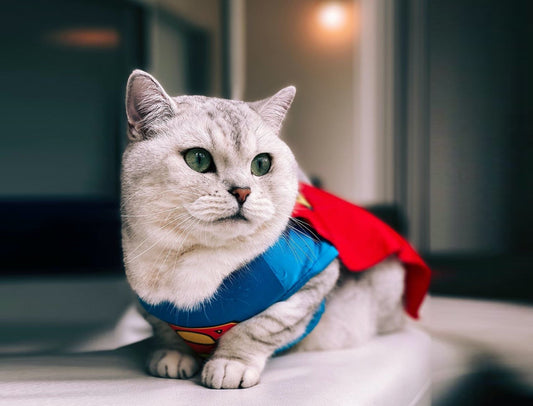 How to choose the best costume for my cat to keep them safe