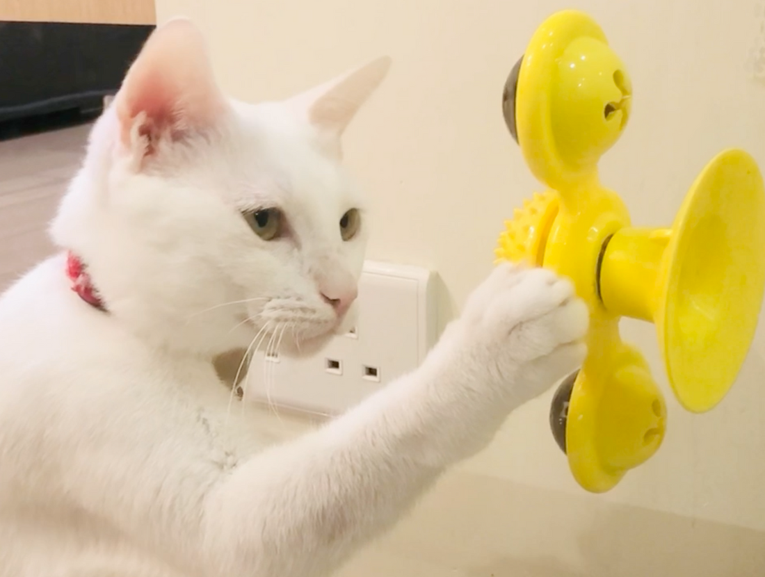 Cat vs Fidget Spinner - These 5 Cats are Mesmerized by Fidget Spinners!