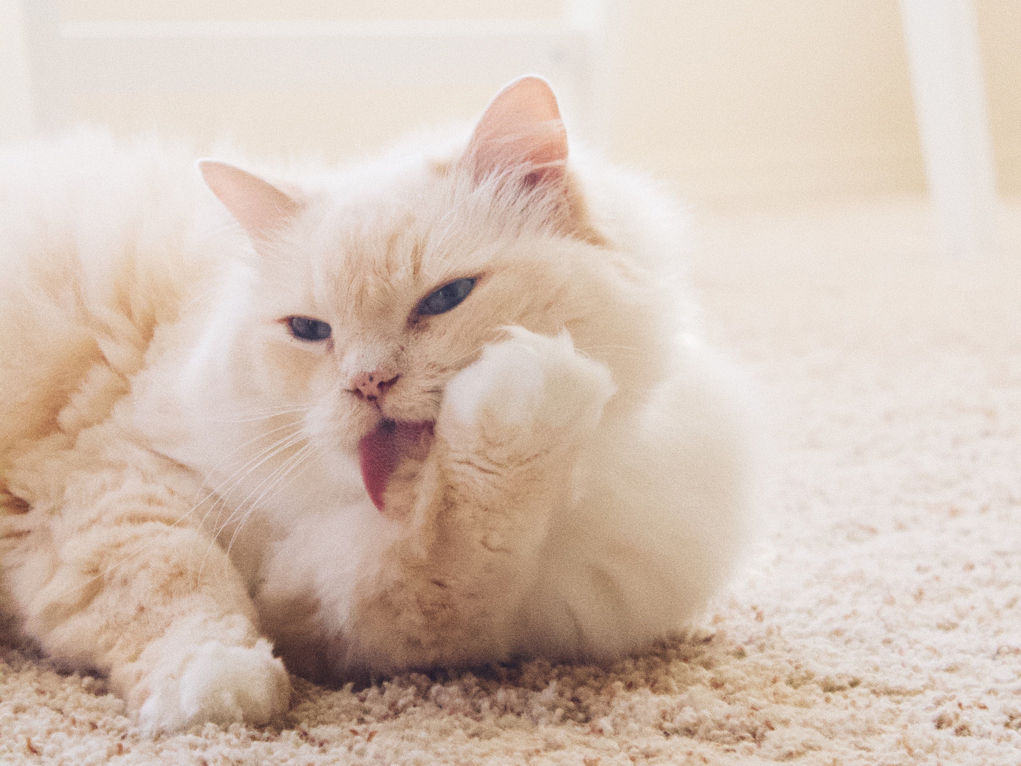 7 Reasons Why Cats Are So Clean – Petites Paws