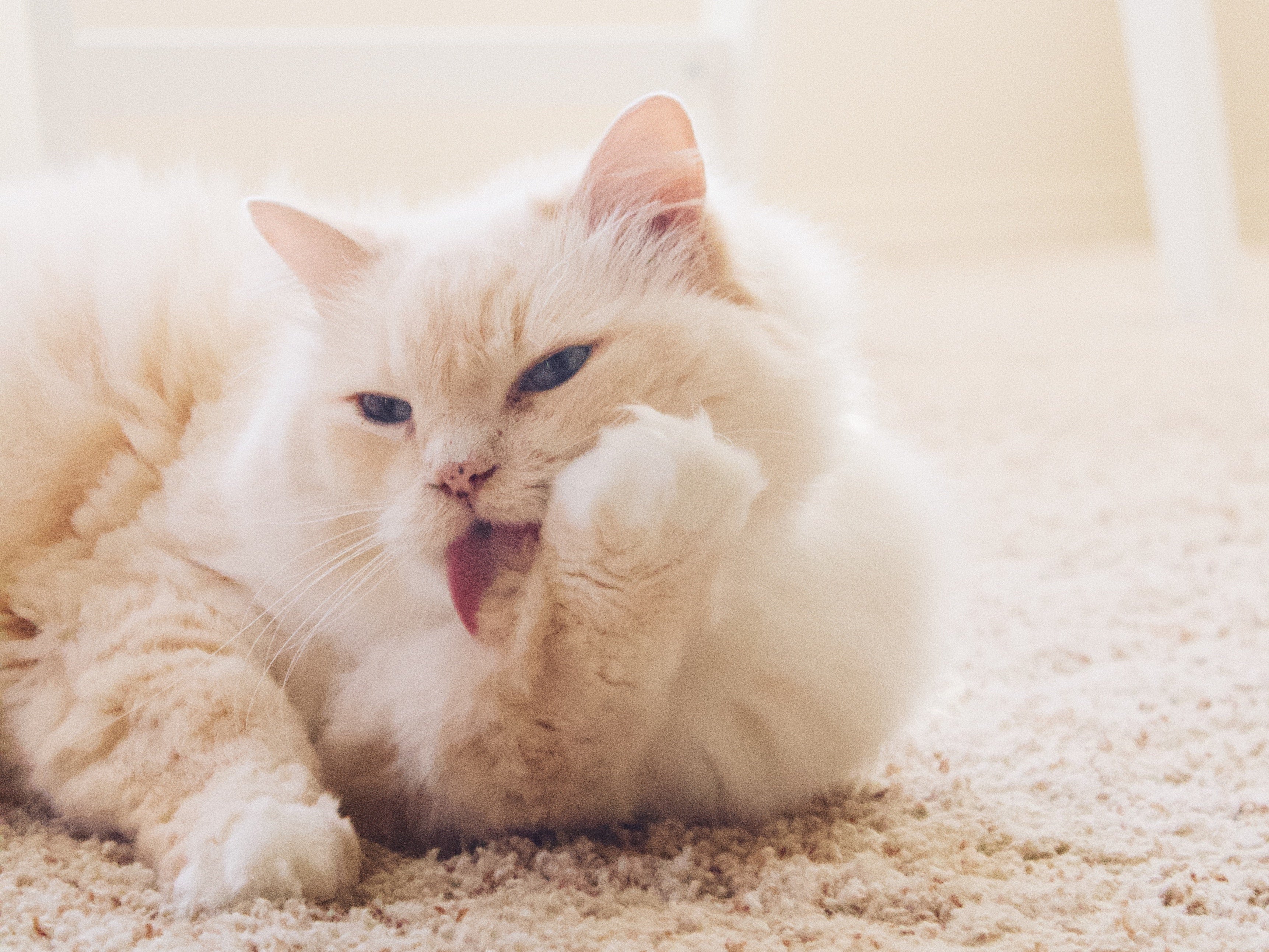 7 Reasons Why Cats Are So Clean Petites Paws