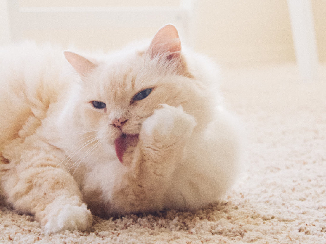 7 Reasons Why Cats Are So Clean