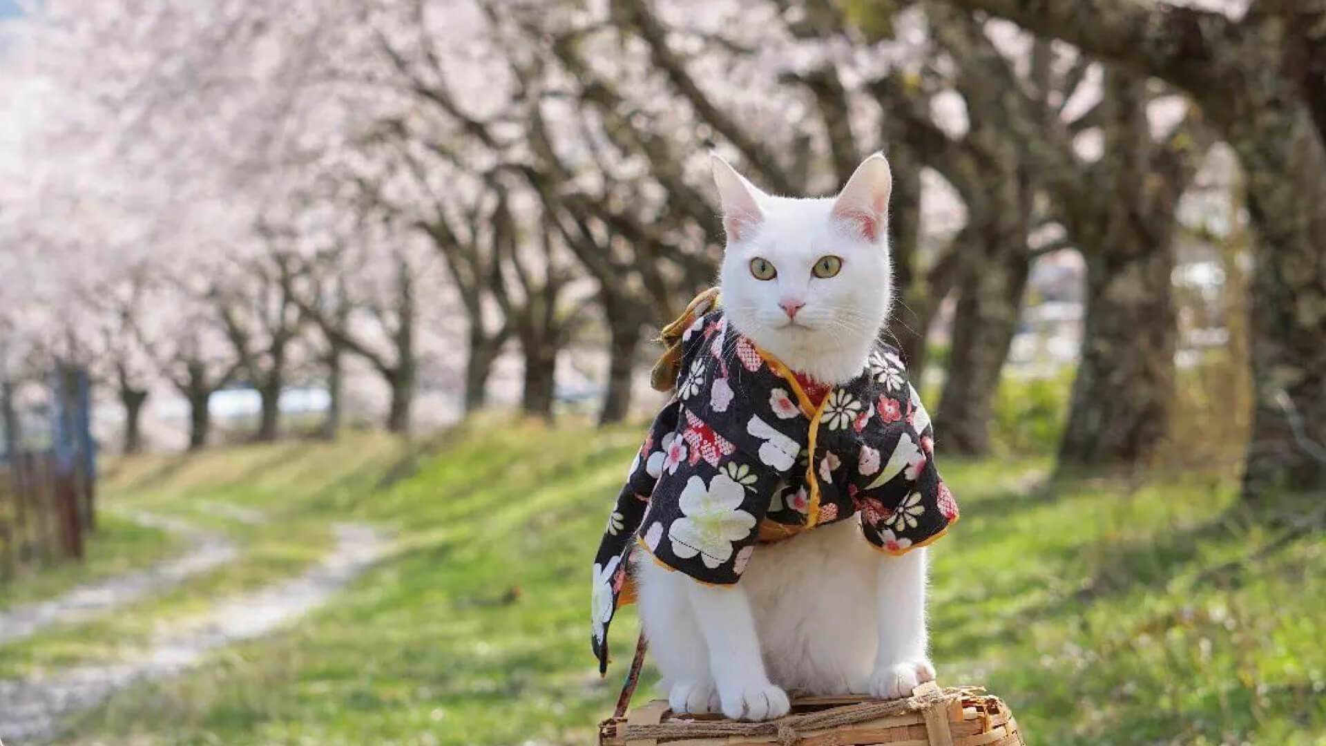 Japanese cat outlet accessories