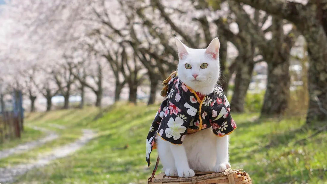 Discover Japan's Best Cat Products: Unique, Functional, and Feline-Approved
