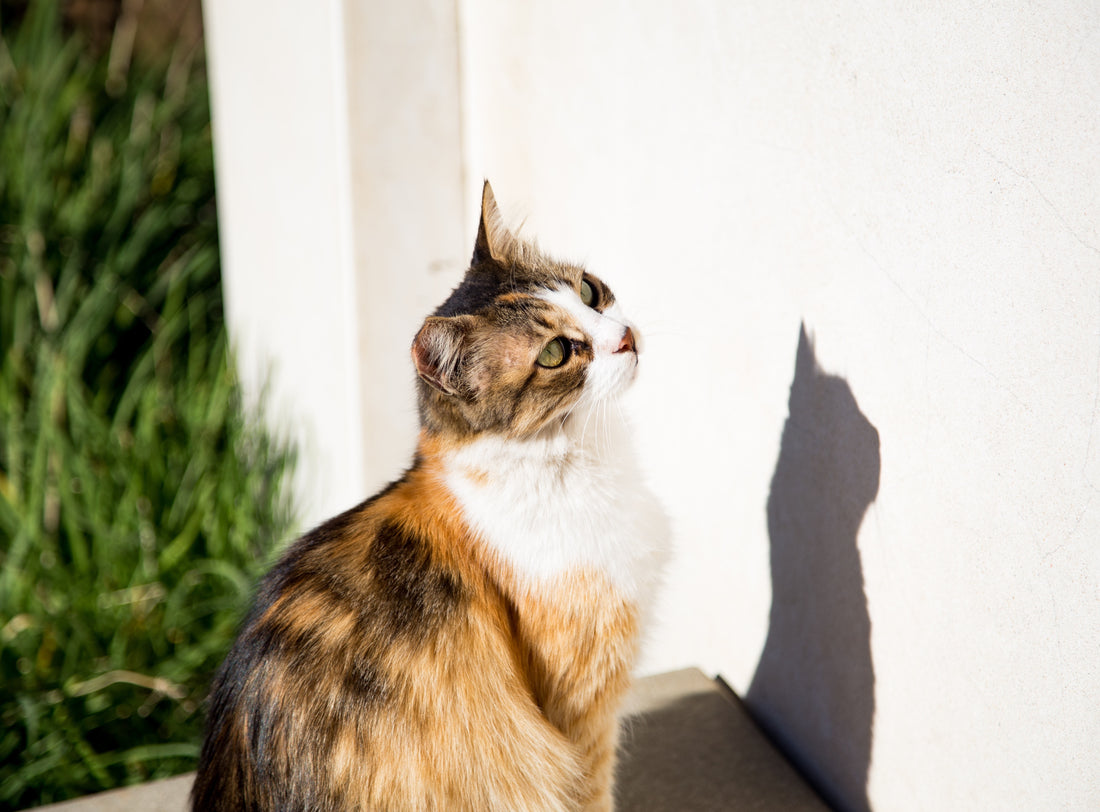 Why do cats love sunshine ?