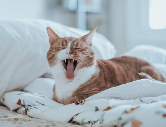 Why Do Cat’s Yawn?