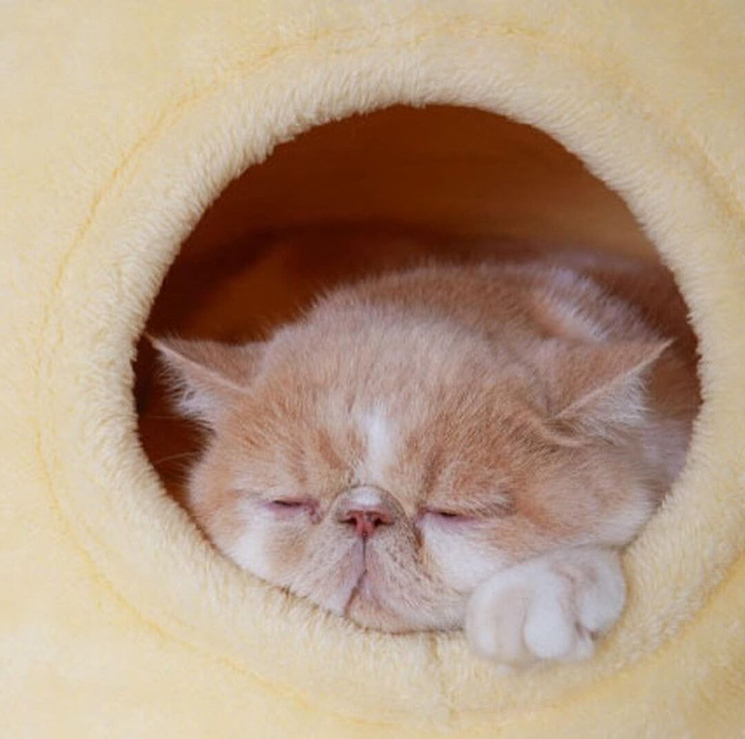 Japanese Pudding Cat Bed