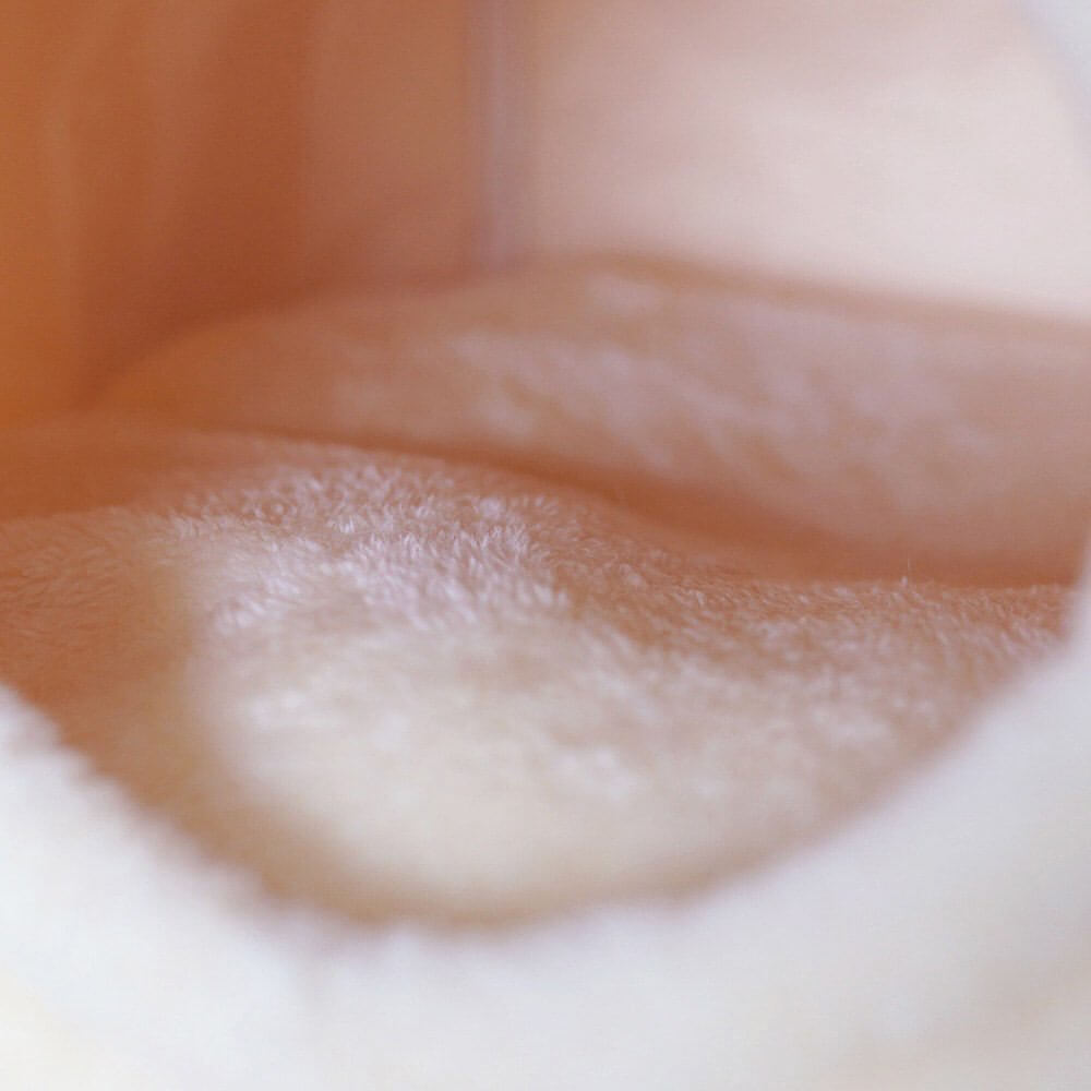 Japanese Pudding Cat Bed
