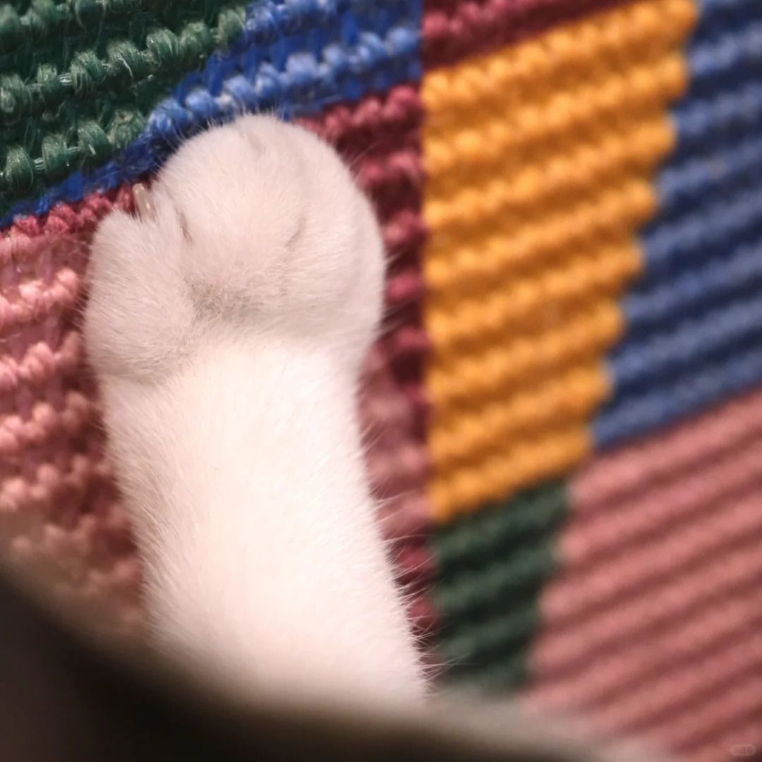Art Masterpiece Cat Scratcher