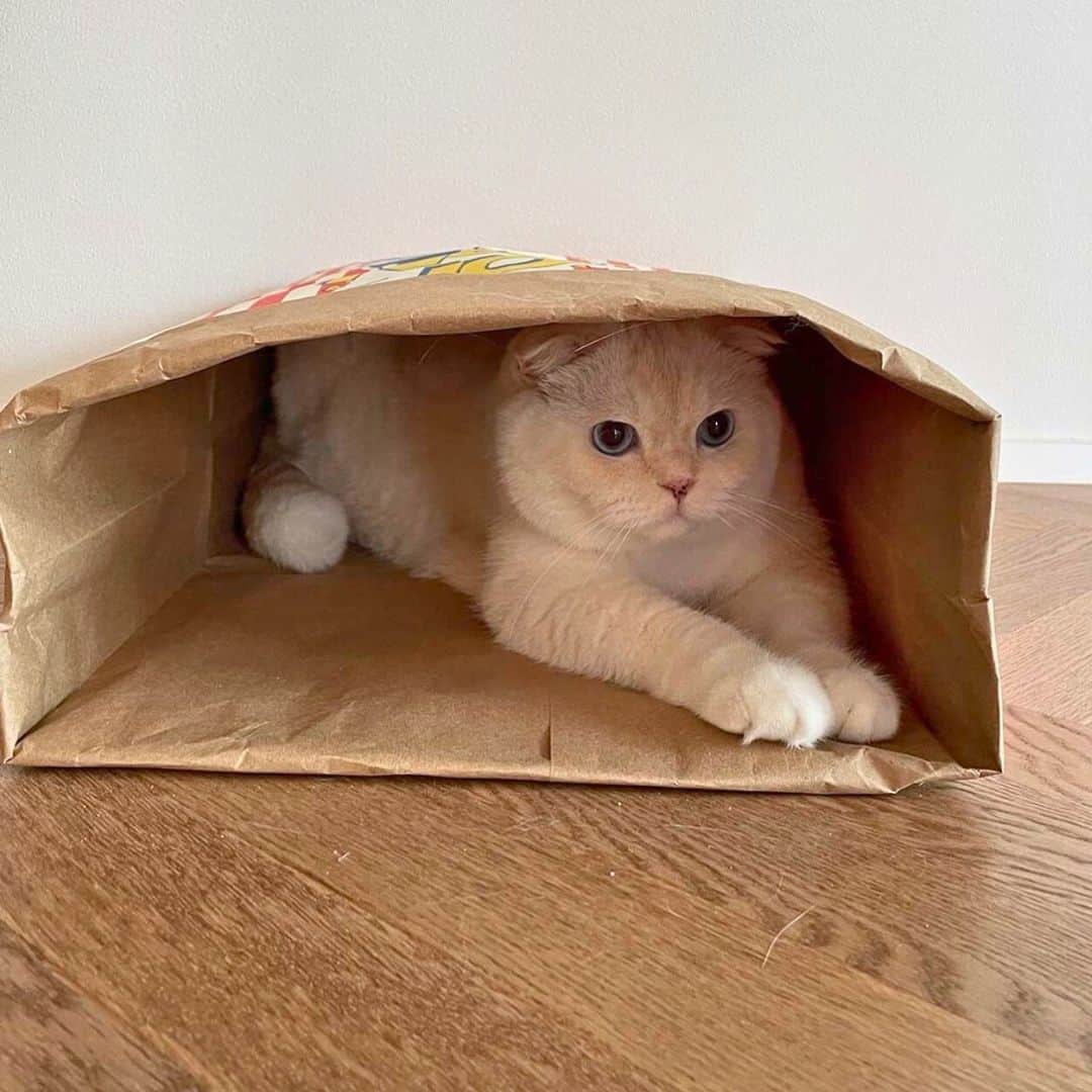 Popcorn Kraft Paper Bag Cat Hideaway