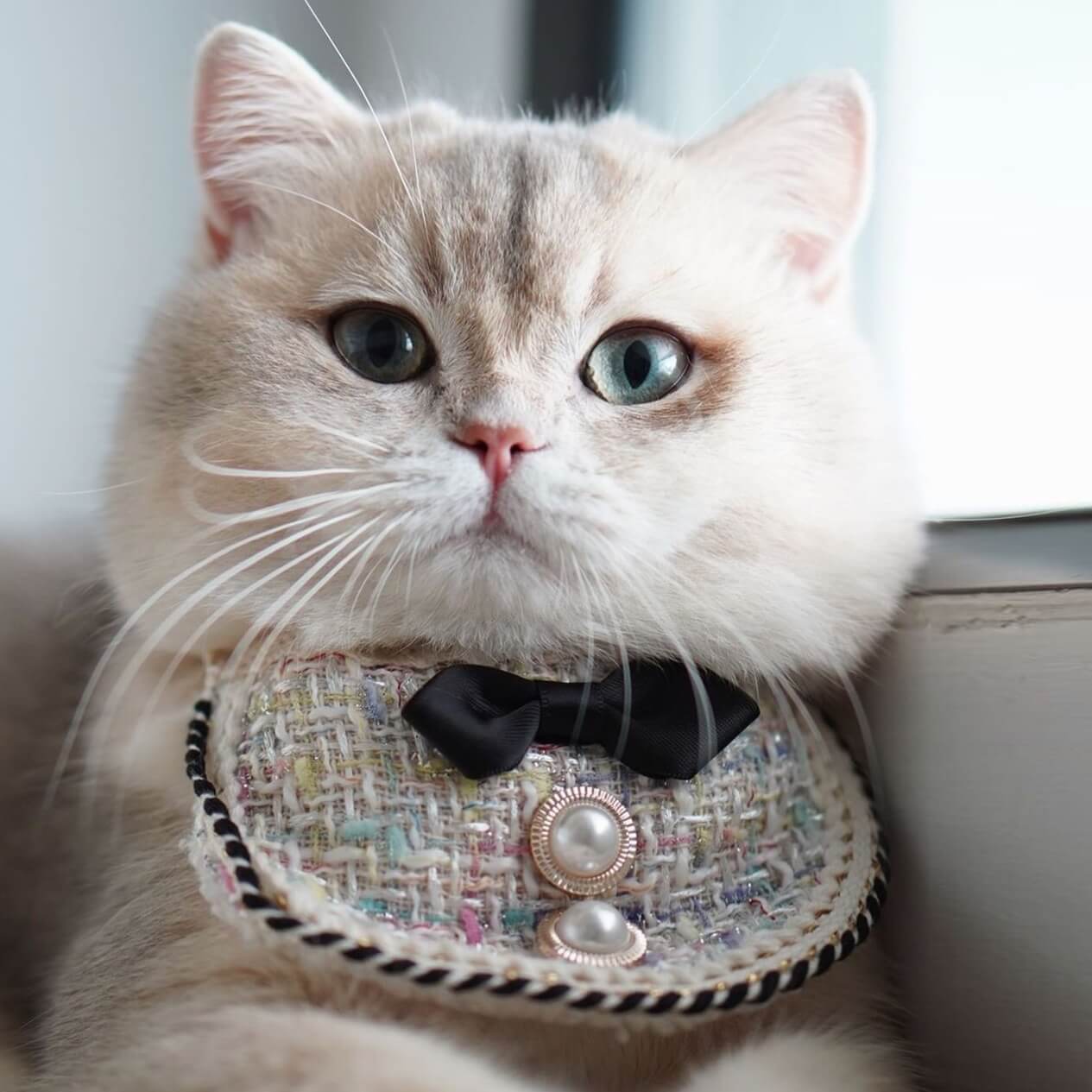 Coco Chanel Elegance Cat Bandana