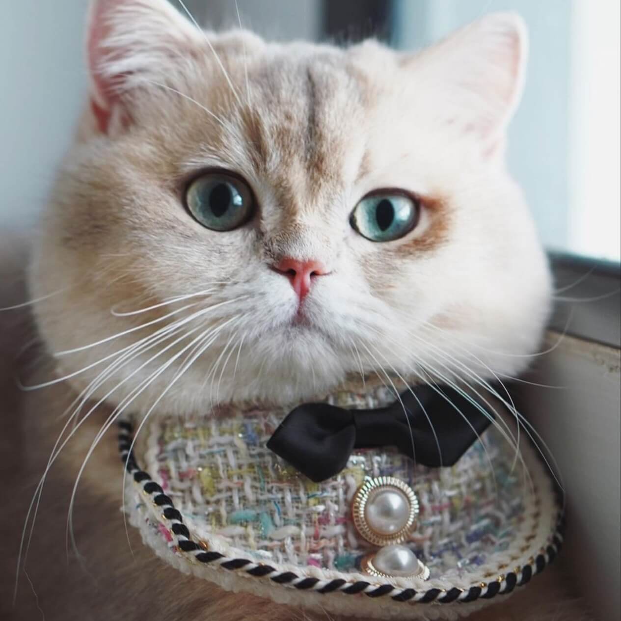 Coco Chanel Elegance Cat Bandana