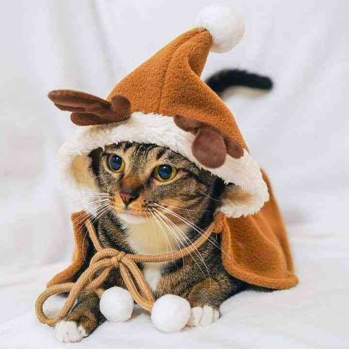 Cat Reindeer Costume with Christmas Cloak