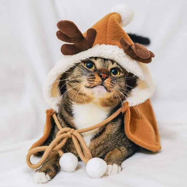 Cat Reindeer Costume with Christmas Cloak
