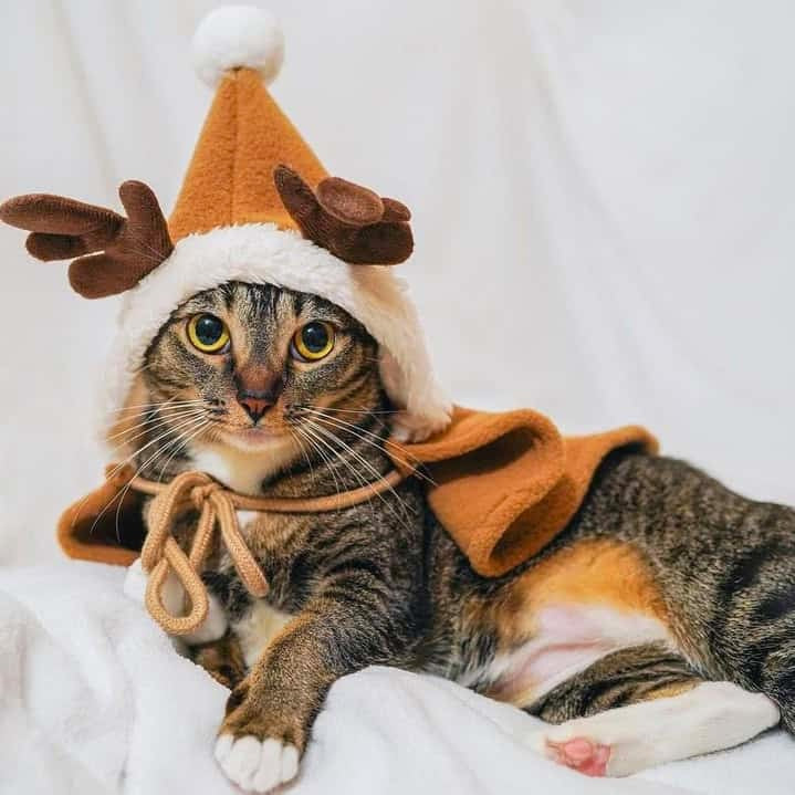 Cat Reindeer Costume with Christmas Cloak
