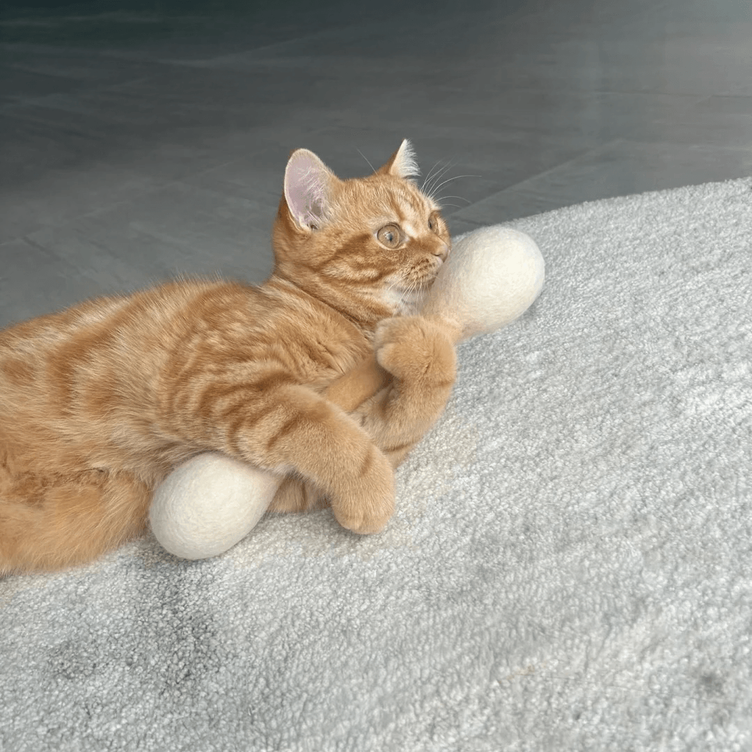 Cat wrestling with an oversized cotton swab shaped cat toy