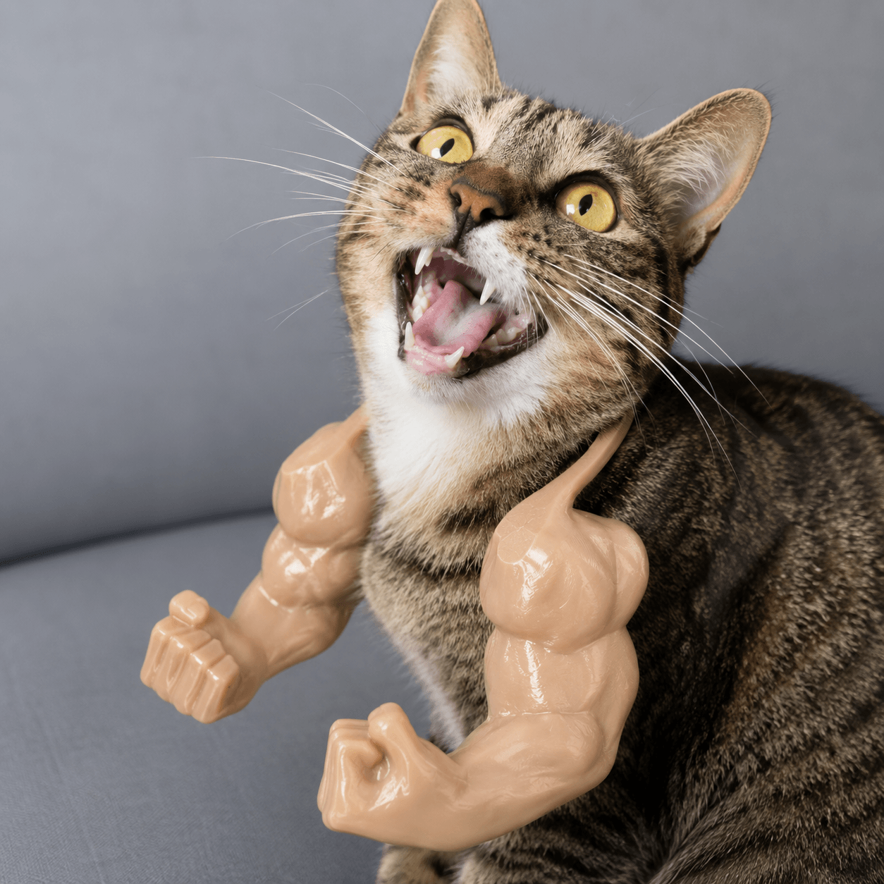Tabby cat wearing beige muscle arms with its mouth open, creating a dramatic bodybuilder cat costume look.