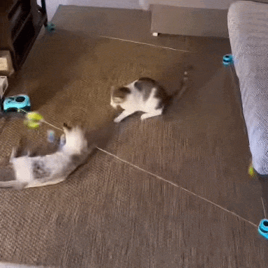 Two cats actively chasing moving teaser lures around the Chase Course Interactive Cat Toy during play.