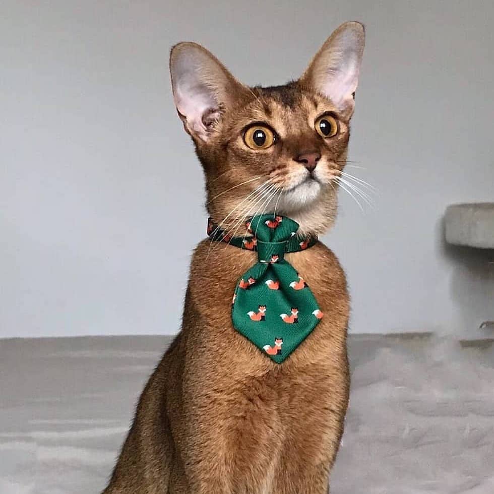 Fox Stylish Cat Necktie, Green - Petites Paws