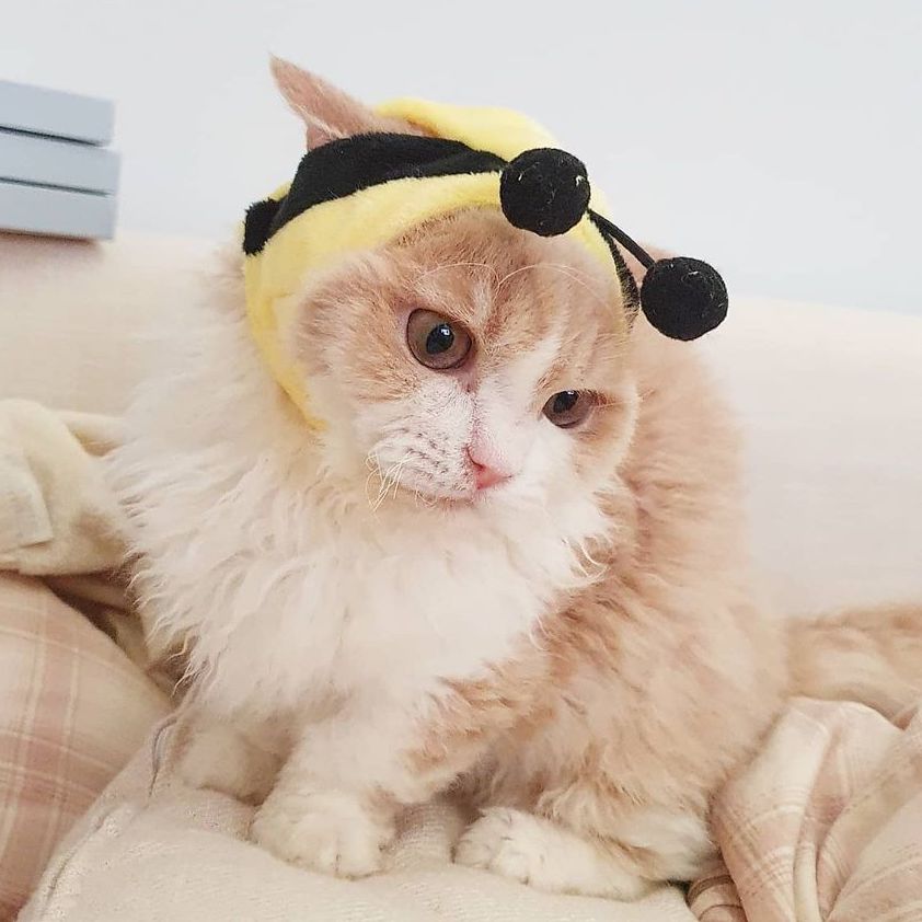 Bee Cat Costume