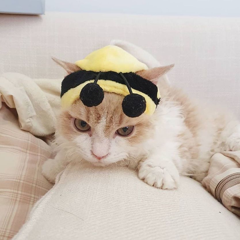 Bee Cat Costume